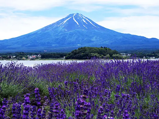 東京 出發- 富士山四季賞花絕景時令果園 一天團【河口湖/山中湖四季花海、新倉山浅間公園、富士山五合目】(KTF-01)