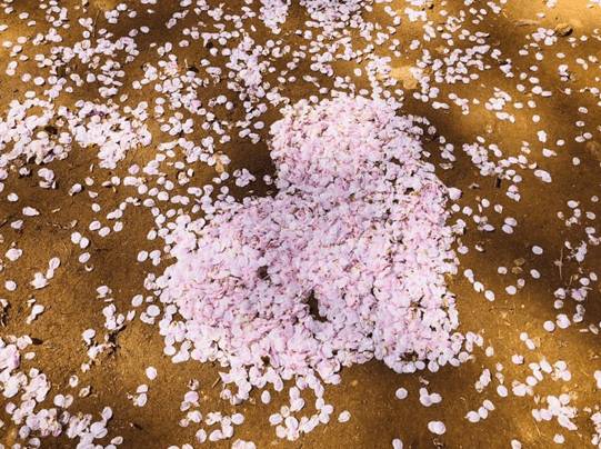 (團號 : DS-01) <一人成團> 草莓農場＋富平地下街•杜鵑花&櫻花之旅 1天團