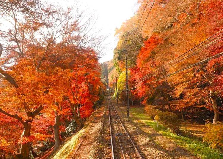 東京出發◆高尾山, 奥多摩湖 賞花 一天遊【紅葉名所-高尾山 ▎奥多摩湖~ 麥山浮橋 】(KTM-01A)