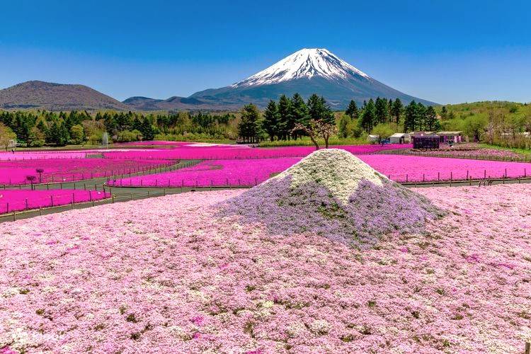 【春日東京芝櫻祭】50萬株芝櫻花海 滿盛!!玩轉富士山 輕井澤夢幻美景 2天團【本栖湖、果園任食、入住八岳森林小木屋】KTK-02H