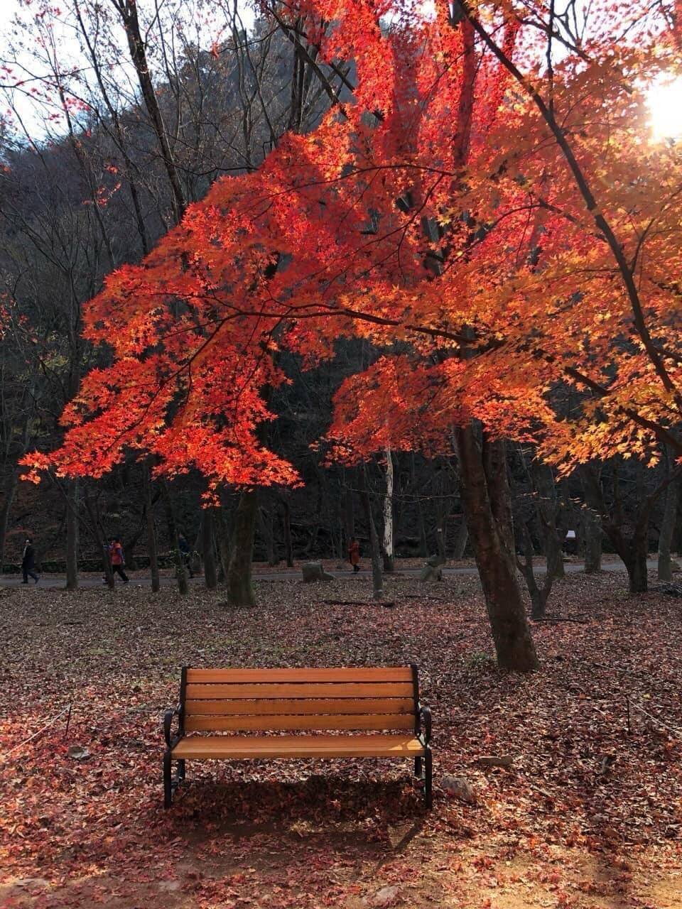 (團號:NJ-01) (10 &11月份限定) 2025全新內藏山內藏寺紅葉慶典一天團