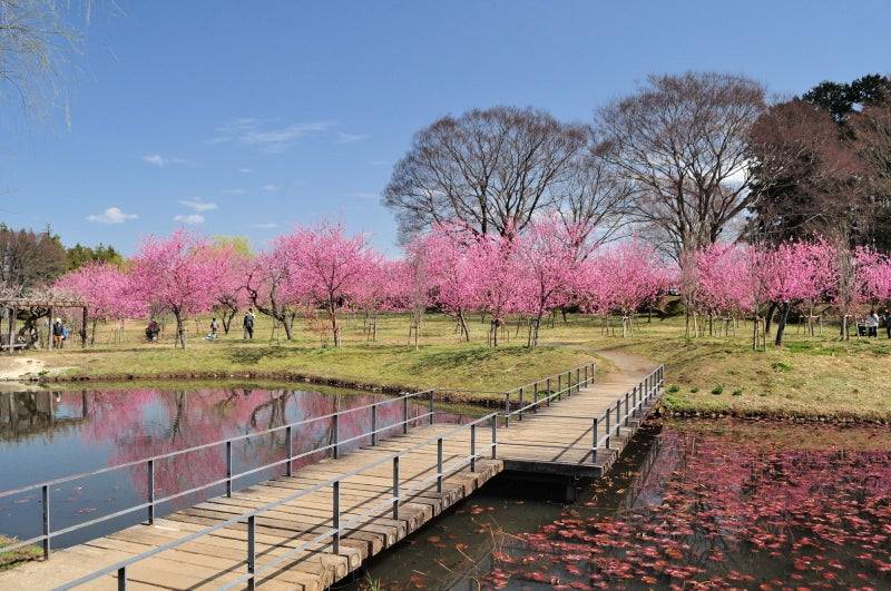 【6人即成團】東京  最強賞花(櫻花、桃花、油菜花)1天團【桃花之里-古河總合公園 ，櫻花・油菜花名所-幸手權現堂公園、春花公園- 三毳山公園】(KTT-01H)