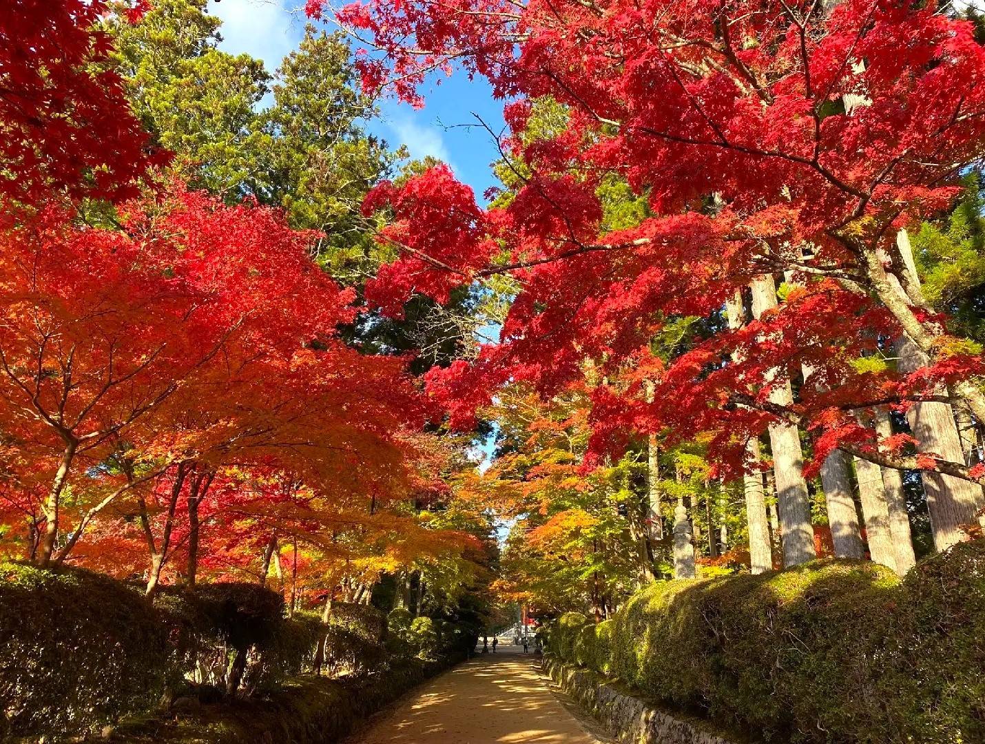 大阪出發◆和歌山+高野山-關西最早的楓紅葉勝地,紀三井寺,黒潮市場,貓貓站長車站 一天遊(KOW-01)