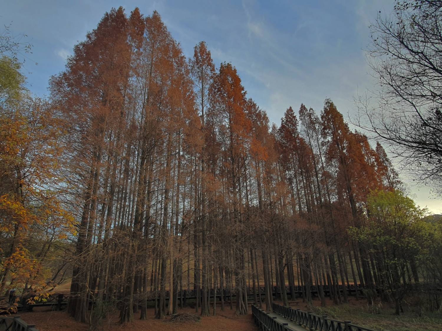 (團號: NG-02) 內藏山,水杉樹林路,楓葉公園, 賞楓葉二天團