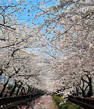 (團號 : ZD-02) <<保證出團>> 走進韓國春日秘境的兩日奇幻之旅