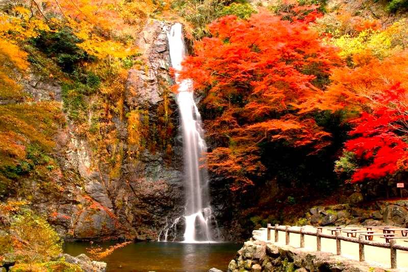 大阪出發◆秋色紅葉之旅◆有馬+箕面一天遊【箕面紅葉公園 ▎勝尾寺ʊ可愛達摩 ▎瑞寶寺公園★賞楓名勝地】(KOA-01A)