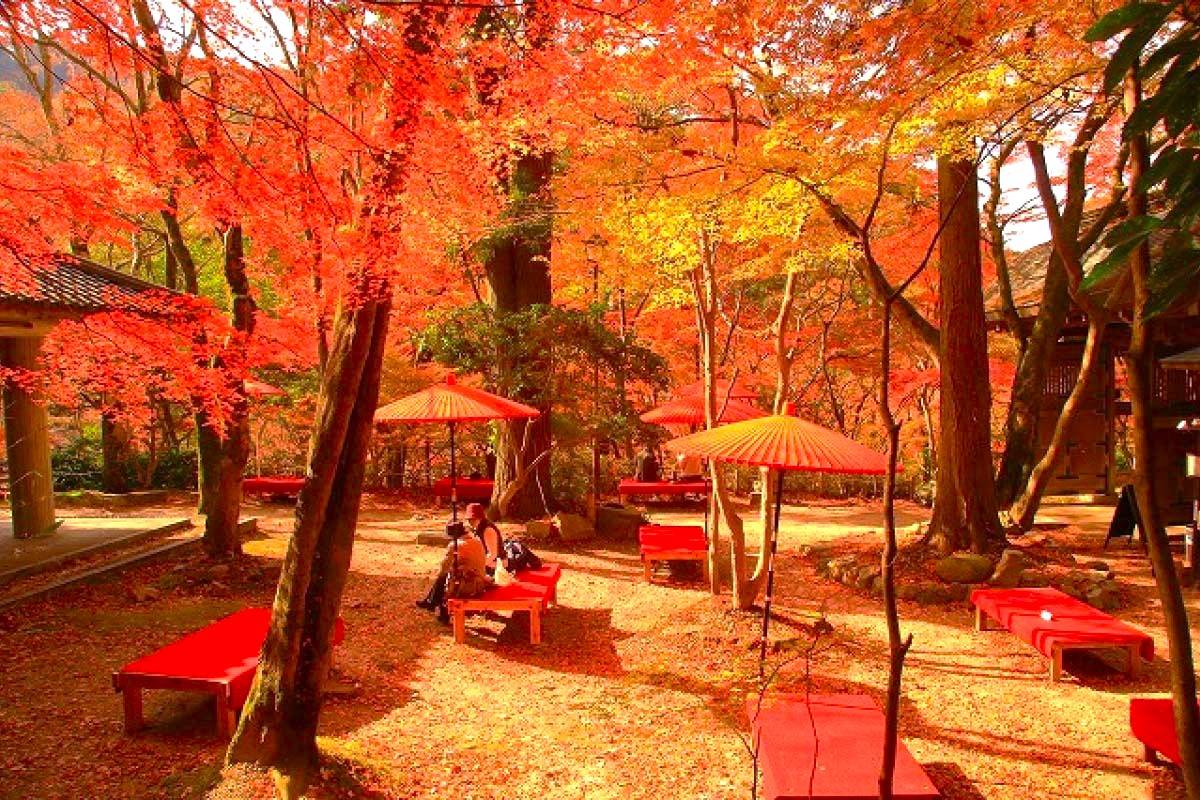 大阪出發◆秋色紅葉之旅◆有馬+箕面一天遊【箕面紅葉公園 ▎勝尾寺ʊ可愛達摩 ▎瑞寶寺公園★賞楓名勝地】(KOA-01A)