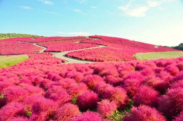 名古屋出發◆秋之高山金澤二天團【世界文化遺產◆紅葉的白川鄉合掌村▎日本唯一淨土◆上高地▎日本三大名園◆兼六園▎西日本一掃帚草花海▎蛭野高原花園】(KNN-02A)