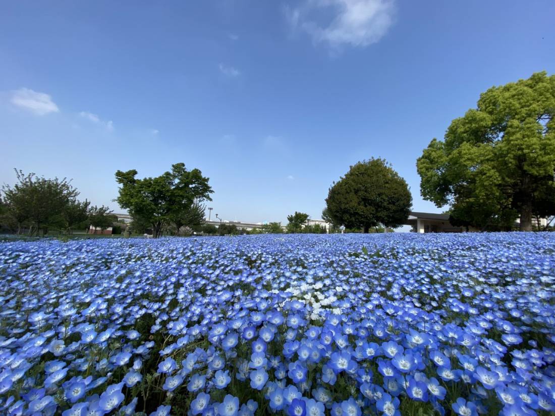 淡路島賞粉蝶花一天團【淡路島花海、二次元之森、渦之丘大鳴門橋記念館、打咭巨型洋蔥】(KOA-01H)