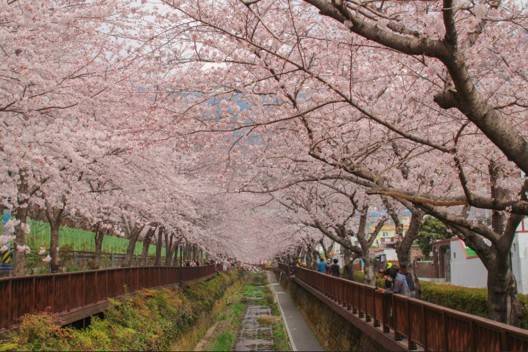 (團號 : FP-02 ) <<保證出團>>「櫻花隧道 × 火車花海 × 海上巨手」人氣打卡一次滿足