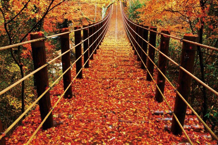 秋日東京大洗紅葉之旅、日立車站、銀杏並木、那珂湊魚市場、花貫渓谷、神龍吊橋、牛久大佛,秋色美景 2天團KTK-02A
