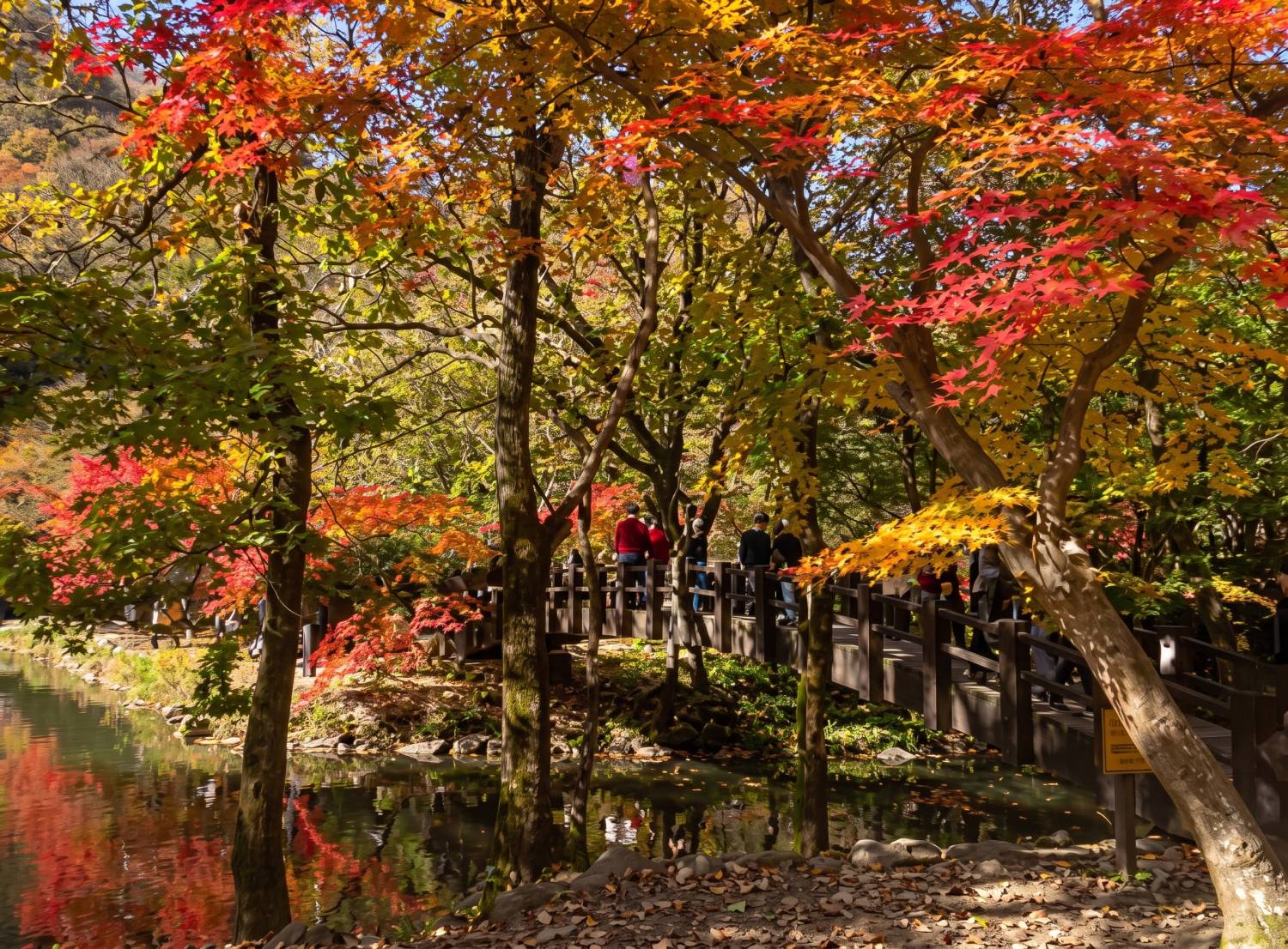 (團號 : NJ-01) <一人成團> 楓葉秘境之旅一天團 (10&11月限定) 2026