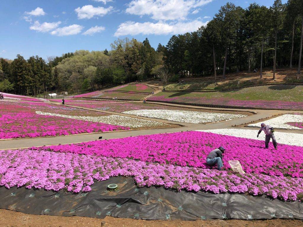東京芝櫻羊山公園一天團 (花園OUTLET, 草莓果園體驗) KTH-01H