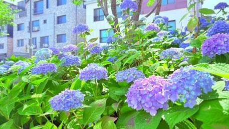 (團號: SYX-01) <一人成團> 繽紛繡球花 & 必訪「森林秘境咖啡廳」& 樂天Premium Outlet  & 韓國人氣大型藥局 一天團