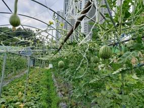 (團號: PXZ-01/26) <一人成團> 採摘蘋果西瓜｜打卡星空圖書館｜包入埸最大規模室內動物園 暢玩 一天團 <一人成團>｜首爾出發