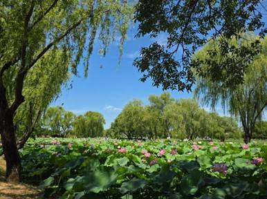 (團號 : LO-01) <一人成團> 蓮花慶典，愛情樹，百年古韻與現代融合大型Outlet 一天團