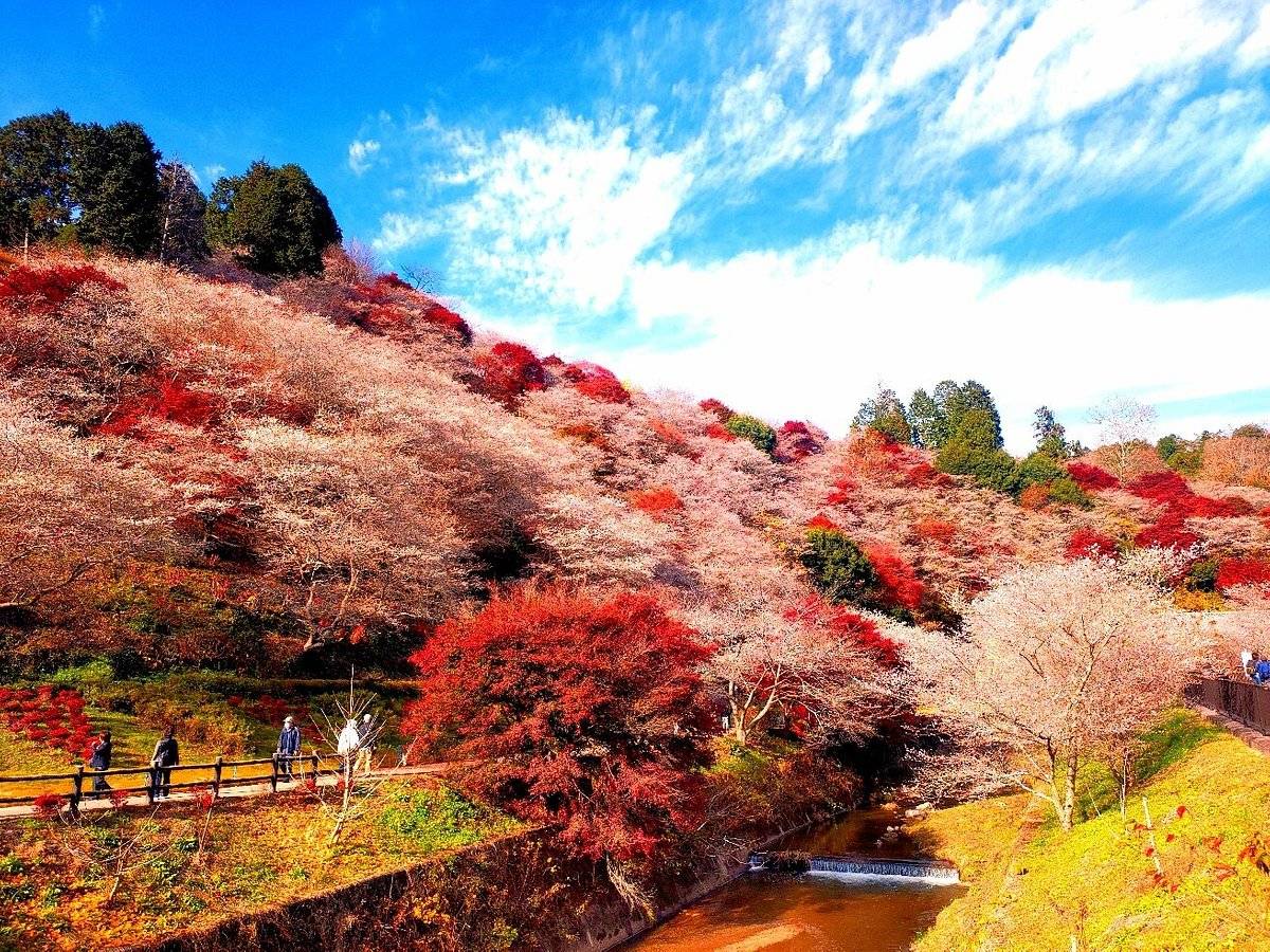 名古屋紅葉名所一天遊-(香嵐溪+小原四季櫻公園+犬山城下町)(KNK-01A)