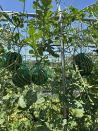 (團號 : PXZ-01/26) <一人成團> 蘋果西瓜×星空圖書館×  最大規模室內動物園 暢玩 一天團