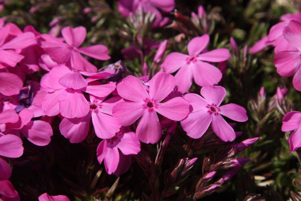 東京芝櫻羊山公園一天團 (花園OUTLET, 草莓果園體驗) KTH-01H