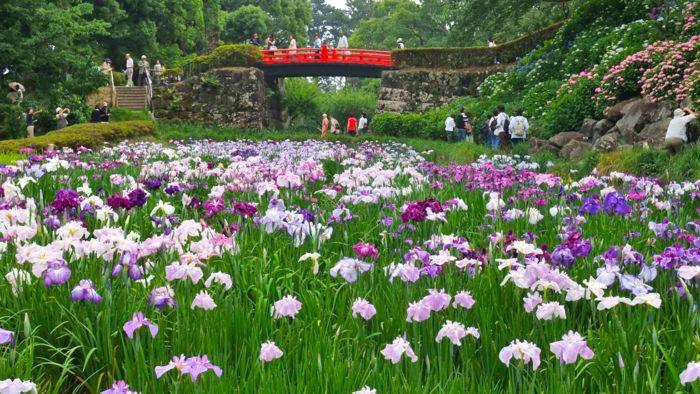 伊豆紫陽花祭典、浜燒刺身放題、溫泉二天團【下田紫陽花園 ▎入住古式溫泉酒店- 金目鯛、海蝦、蟹腳扇貝自助餐 ▎ 小田原城花祭典 ▎大室山 ▎小田原魚市場 ▎熱海商店街   】(KTI-02H)