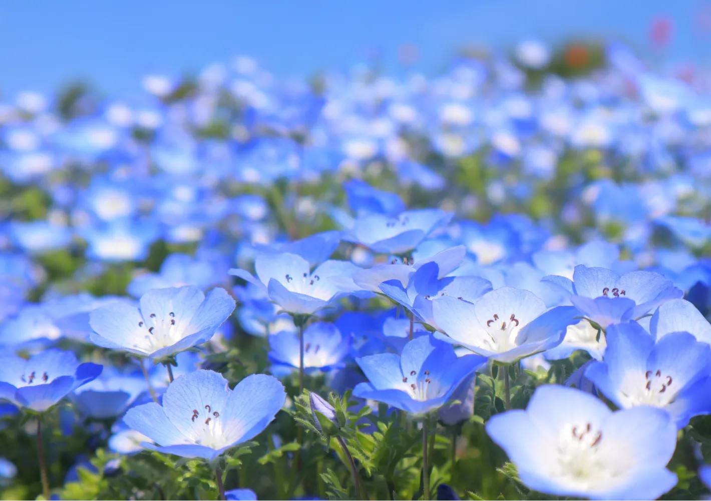 東京粉蝶、杜鵑、紫藤賞花一天團【 昭和紀念公園、川越「藏造」古街, 入間OUTLET PARK 】(KTS-01H)東京新宿出發