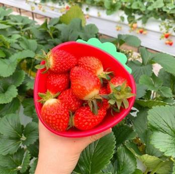 (團號 : DS-01) <一人成團> 草莓農場＋富平地下街•杜鵑花&櫻花之旅 1天團