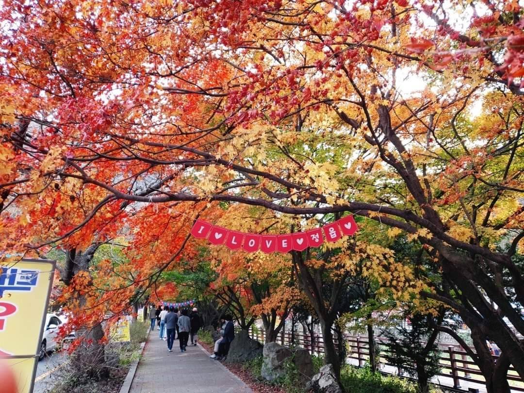 (團號:NJD-01) (10月&11月份) 東內藏山 最新楓葉公園 一天團