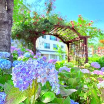 (團號: SYX-01) <一人成團> 繽紛繡球花 & 必訪「森林秘境咖啡廳」& 樂天Premium Outlet  & 韓國人氣大型藥局 一天團