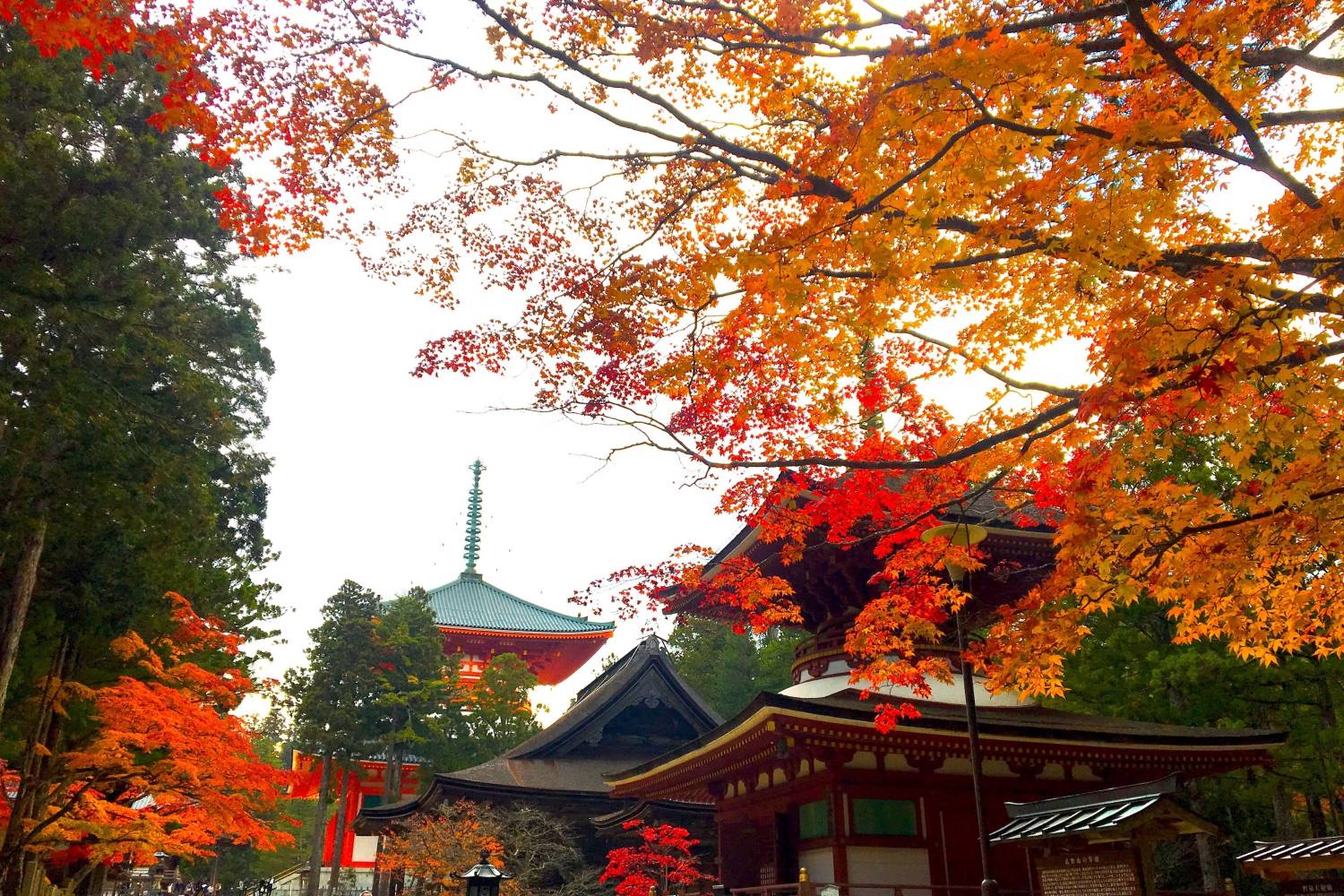 大阪出發◆和歌山+高野山-關西最早的楓紅葉勝地,紀三井寺,黒潮市場,貓貓站長車站 一天遊(KOW-01)