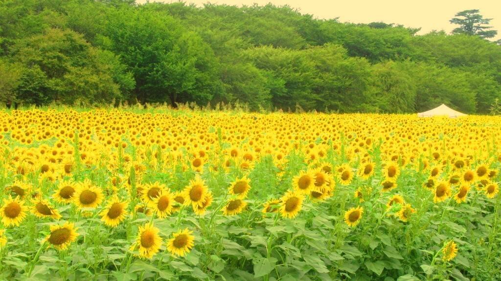 東京 向日葵一天團【向日葵名所-幸手權現堂公園、佐野outlet、宇都宮大谷資料館、宇都宮餃子通】(KTT-01N)