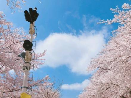 (團號 : FP-02 ) <<保證出團>>「櫻花隧道 × 火車花海 × 海上巨手」人氣打卡一次滿足