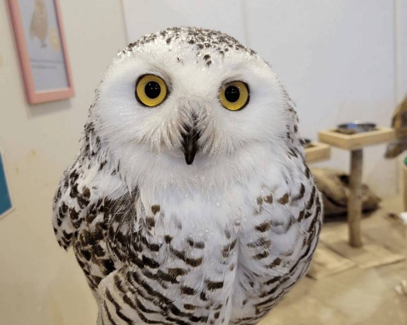 東京 多啦A夢一天團【 藤子·F·不二雄博物館、橫濱World Porters的室內動物園 , 紅磚倉庫 】(KTS-01H)