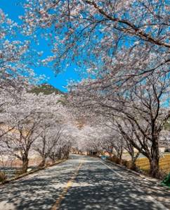 (團號 : FP-02 ) <<保證出團>>「櫻花隧道 × 火車花海 × 海上巨手」人氣打卡一次滿足