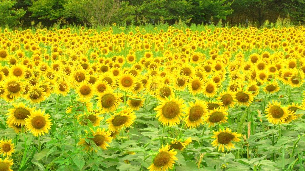 東京 向日葵一天團【向日葵名所-幸手權現堂公園、佐野outlet、宇都宮大谷資料館、宇都宮餃子通】(KTT-01N)