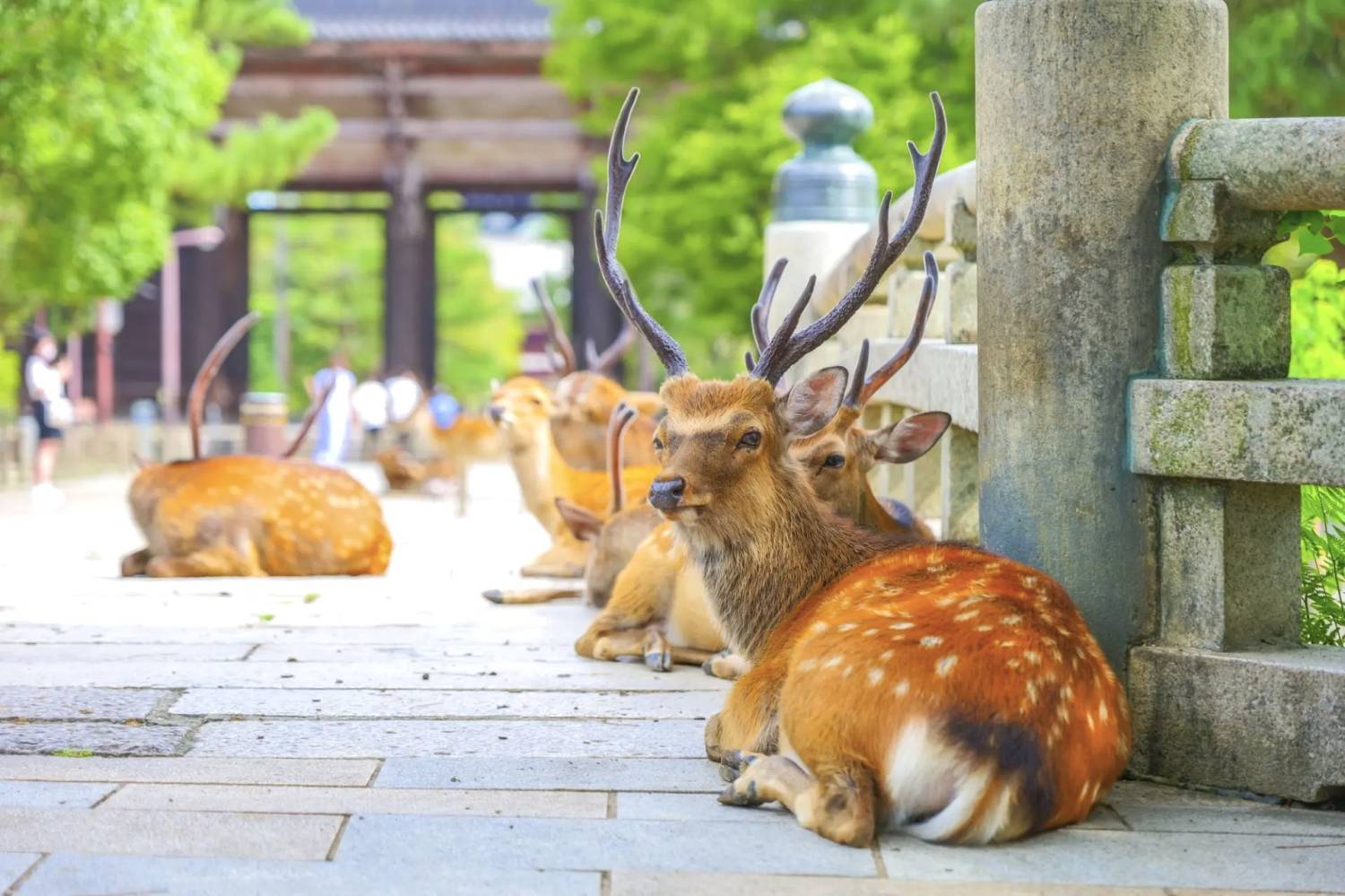 大阪奈良芒草名所一天團【奈良公園 ▎曽爾高原芒草 ▎青蓮寺湖観光村葡萄果園   】(KOS-01A)