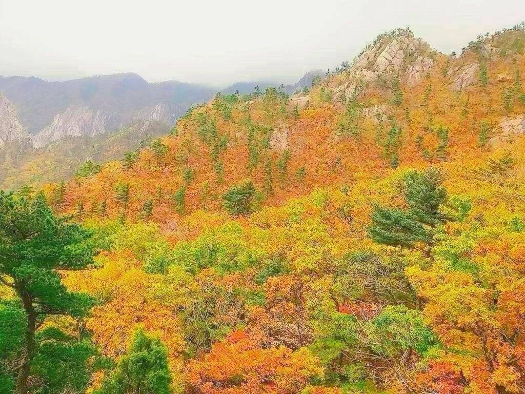 (團號:SE-01) (10 &11月份限定) 2025 最早賞楓勝地雪嶽山, 朿草觀光水產市場,展望台一天團
