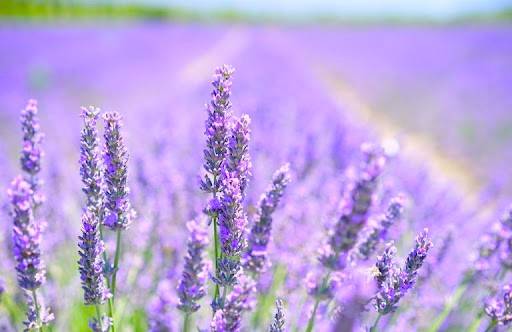 東京薰衣草賞花一天團【 薰衣草園- 千年の苑、川越「藏造」古街, 入間OUTLET PARK 】(KTS-01N２)東京新宿出發