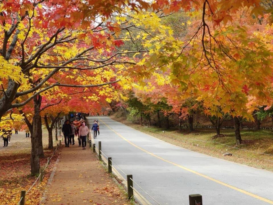 (團號:NJ-01) (10 &11月份限定) 2025全新內藏山內藏寺紅葉慶典一天團