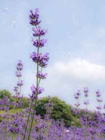 (團號: GY-01) <一人成團>  6000坪紫色花海 & 韓劇拍攝地 & 必訪「韓屋咖啡廳」 一天團