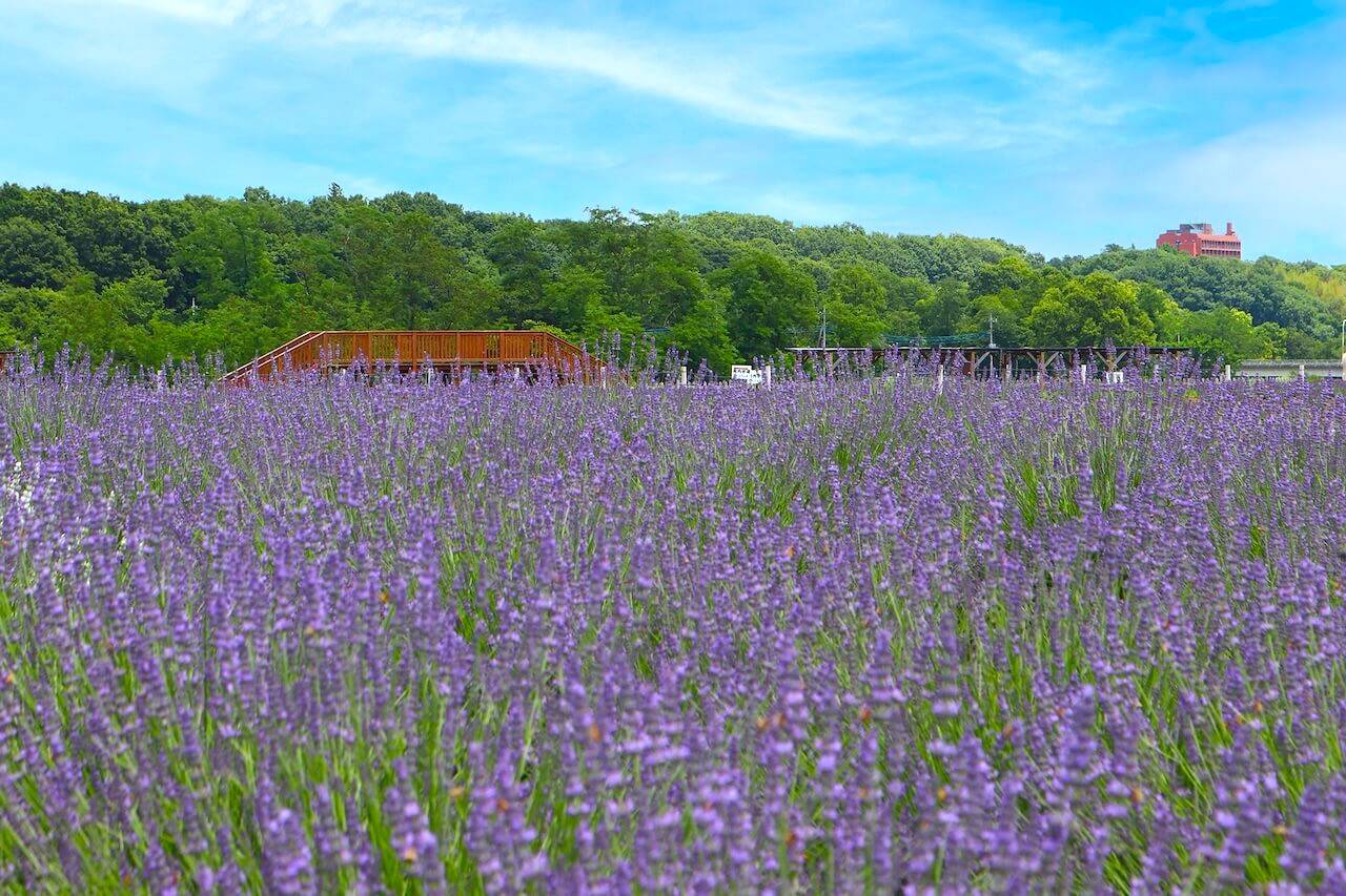 東京薰衣草賞花一天團【 薰衣草園- 千年の苑、川越「藏造」古街, 入間OUTLET PARK 】(KTS-01N２)東京新宿出發