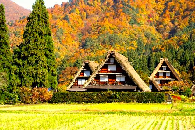 名古屋出發◆秋之高山祭一天團【世界文化遺產◆紅葉的白川鄉合掌村▎秋之高山祭】(KNM-01A)