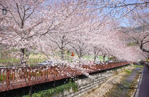 (團號 : ZD-02) <<保證出團>> 走進韓國春日秘境的兩日奇幻之旅