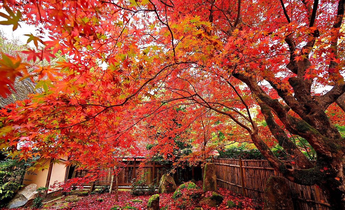 大阪出發◆紅葉賞楓名所秘境◆琵琶湖一天遊【牧野町杉木道 ▎長濱市雞足寺 ▎近江八幡市 教林坊  】(KOB-01A)