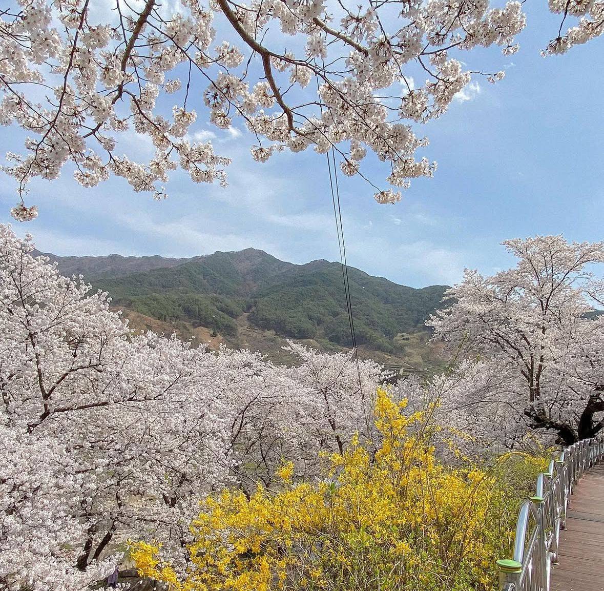 (團號:BSD-04)首爾出發 深度遊釜山大邱櫻花 四天團