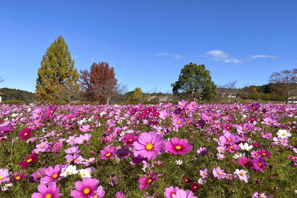 大阪出發- 賞花採岡山白桃一天團【岡山森林公園◆德國之森▎岡山名物白桃果園體驗 】(KOO-01N2)