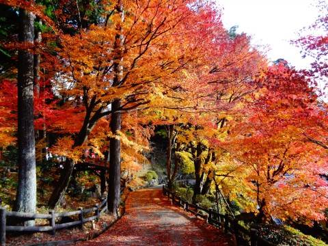 下呂紅葉名所一天遊(郡上八幡+犬山城下町)(KNK-01A)