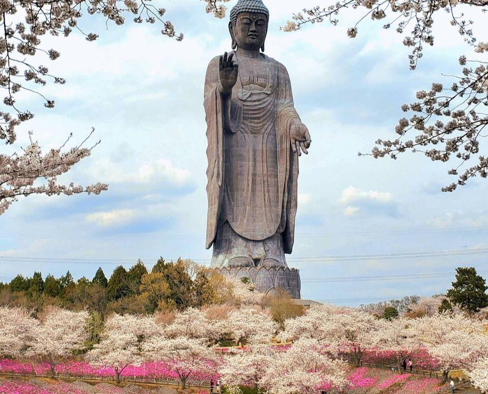 東京賞櫻+芝櫻牛久大佛一天團( 土浦魚市場，阿見OUTLET) KTH-01H