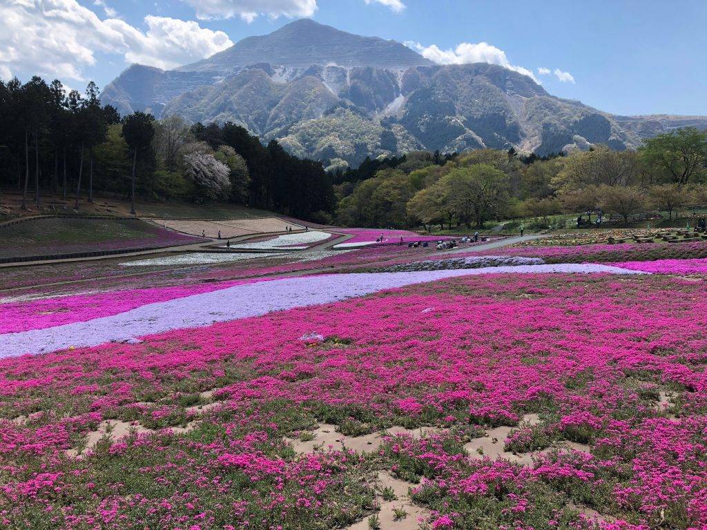 東京芝櫻羊山公園一天團 (花園OUTLET, 草莓果園體驗) KTH-01H