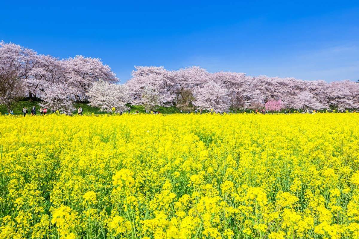 【6人即成團】東京  最強賞花(櫻花、桃花、油菜花)1天團【桃花之里-古河總合公園 ，櫻花・油菜花名所-幸手權現堂公園、春花公園- 三毳山公園】(KTT-01H)