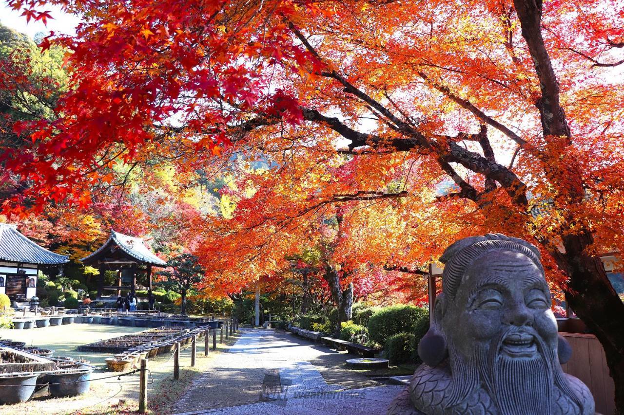 大阪出發-宇治-紅葉名所1天團- 三室戸寺, 宇治抹茶街,平等院-表參道,紫式部雕像 (KOU-01A)